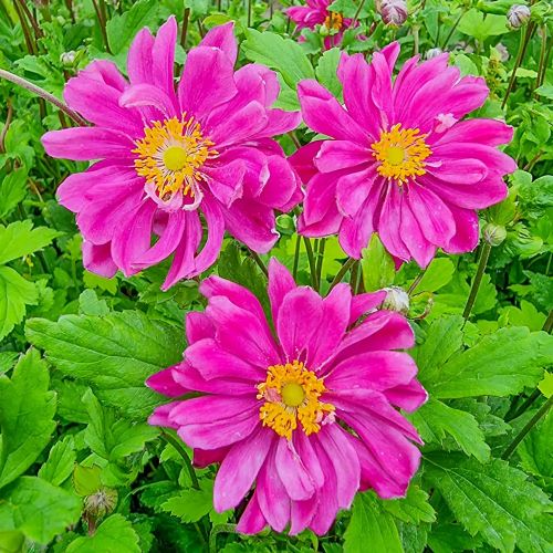 Anemone Bressingham Glow de vânzare in ghiveci, preț bun ❤️ FloraPris Anemone Bressingham Glow de vânzare in ghiveci, preț bun ❤️ FloraPris
