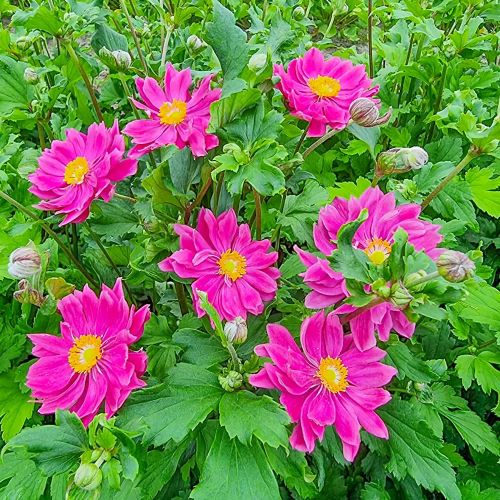 Anemone Bressingham Glow de vânzare la ghiveci, preț bun ❤️ FloraPris