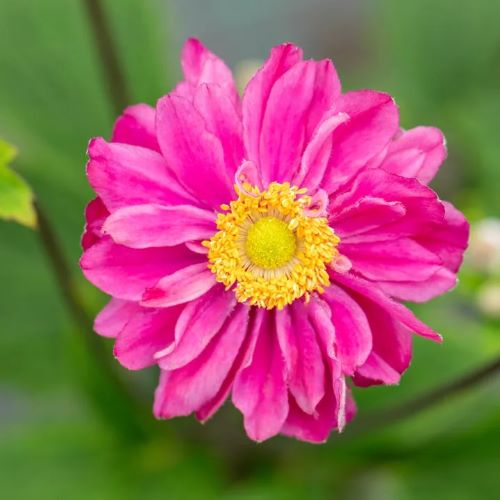 Anemone Bressingham Glow de vânzare la ghiveci ❤️ FloraPris Anemone Bressingham Glow de vânzare la ghiveci ❤️ FloraPris