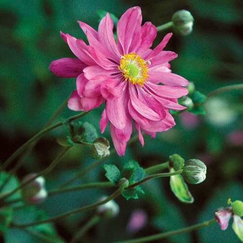 Anemone Bressingham Glow in ghiveci, preț bun ❤️ FloraPris