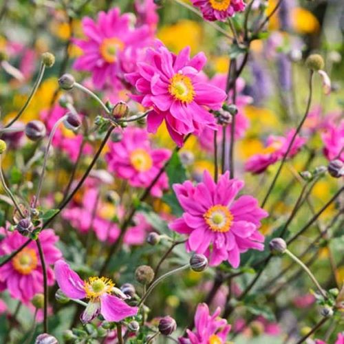 Anemone Bressingham Glow la ghiveci, preț bun ❤️ FloraPris Anemone Bressingham Glow la ghiveci, preț bun ❤️ FloraPris