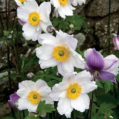 Anemone Ruffled Swan de vânzare in ghiveci, preț avantajos ❤️ FloraPris