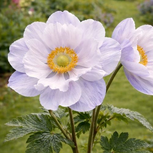 Anemone Ruffled Swan de vânzare in ghiveci, preț bun ❤️ FloraPris