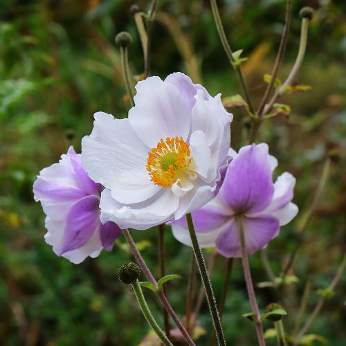 Anemone Ruffled Swan de vânzare in ghiveci ❤️ FloraPris Anemone Ruffled Swan de vânzare in ghiveci ❤️ FloraPris