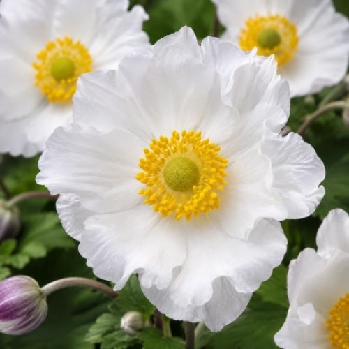 Anemone Ruffled Swan de vânzare la ghiveci, preț bun ❤️ FloraPris Anemone Ruffled Swan de vânzare la ghiveci, preț bun ❤️ FloraPris