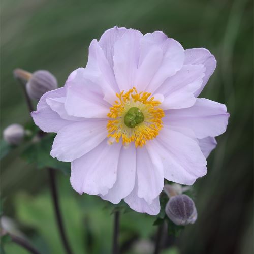 Anemone Ruffled Swan de vânzare la ghiveci ❤️ FloraPris
