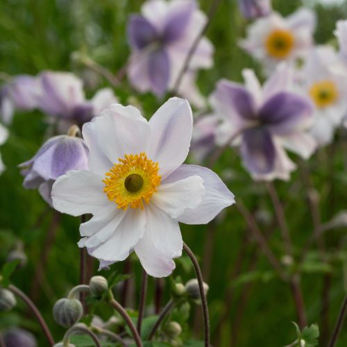 Anemone Ruffled Swan in ghiveci, preț bun ❤️ FloraPris Anemone Ruffled Swan in ghiveci, preț bun ❤️ FloraPris