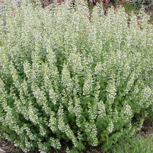Calamintha Marvelette White de vânzare in ghiveci, preț bun ❤️ FloraPris Calamintha Marvelette White de vânzare in ghiveci, preț bun ❤️ FloraPris