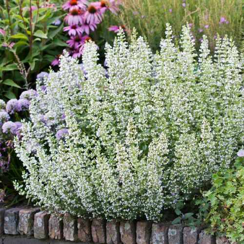 Calamintha Marvelette White de vânzare la ghiveci, preț bun ❤️ FloraPris