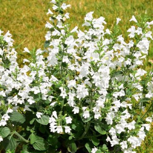 Calamintha Marvelette White de vânzare la ghiveci ❤️ FloraPris Calamintha Marvelette White de vânzare la ghiveci ❤️ FloraPris