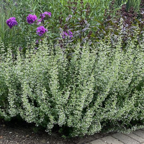 Calamintha Marvelette White de vânzare preț bun ❤️ FloraPris Calamintha Marvelette White de vânzare preț bun ❤️ FloraPris
