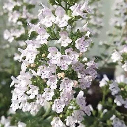 Calamintha Marvelette White la ghiveci, preț bun ❤️ FloraPris Calamintha Marvelette White la ghiveci, preț bun ❤️ FloraPris