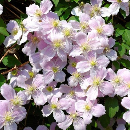 Clematis Montana Fragrant Spring de vanzare ghiveci 6l. Parfumată ❤️ FloraPris