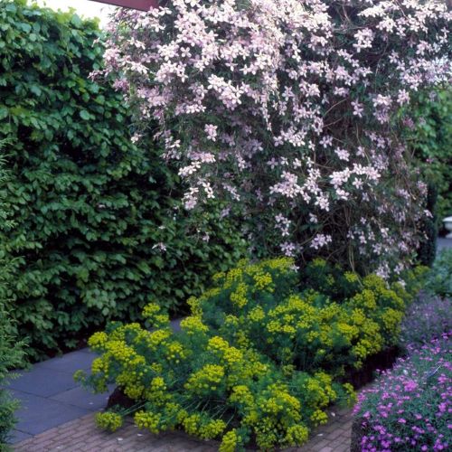 Clematis Montana Fragrant Spring la ghiveci 6l. Parfumată ❤️ FloraPris Clematis Montana Fragrant Spring la ghiveci 6l. Parfumată ❤️ FloraPris
