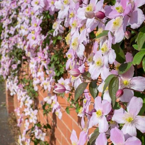 Clematis Montana Fragrant Spring la ghiveci de 6l. Parfumată ❤️ FloraPris