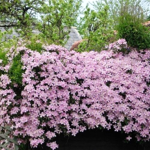 Clematis Montana Mayleen de vanzare la ghiveci. Parfumată ❤️ FloraPris