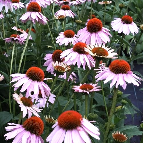 Echinacea Single Salmon de vânzare în ghiveci, preț avantajos ❤️ FloraPris Echinacea Single Salmon de vânzare în ghiveci, preț avantajos ❤️ FloraPris