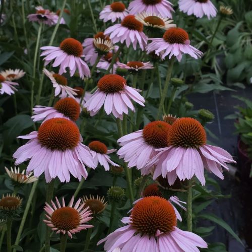 Echinacea Single Salmon de vânzare în ghiveci, preț bun ❤️ FloraPris Echinacea Single Salmon de vânzare în ghiveci, preț bun ❤️ FloraPris