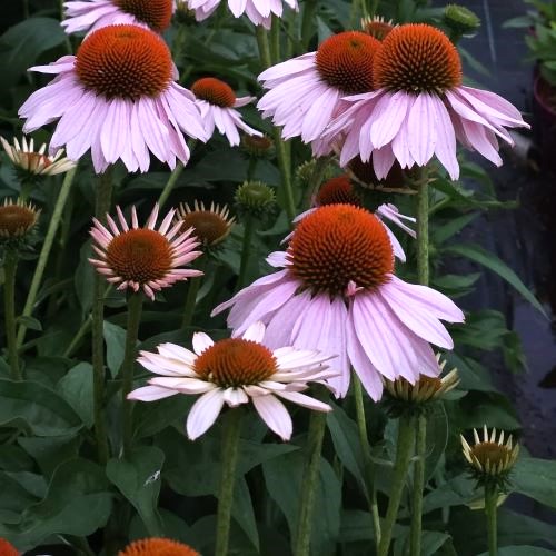 Echinacea Single Salmon de vânzare la ghiveci, preț bun ❤️ FloraPris