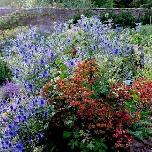Eryngium Magical Blue Lagoon la ghiveci pret bun ❤️ FloraPris