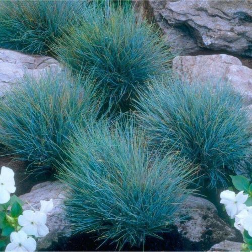 Festuca Intense Blue. Iarbă albastră la ghiveci, preț bun❤️ FloraPris