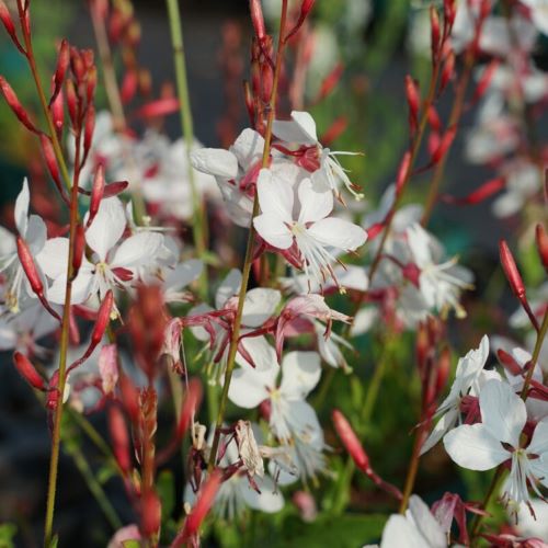 Gaura Gaudi Compact White de vanzare în ghiveci ❤️ FloraPris Gaura Gaudi Compact White de vanzare în ghiveci ❤️ FloraPris