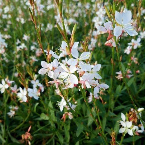 Gaura Gaudi Compact White în ghiveci, preț avantajos ❤️ FloraPris