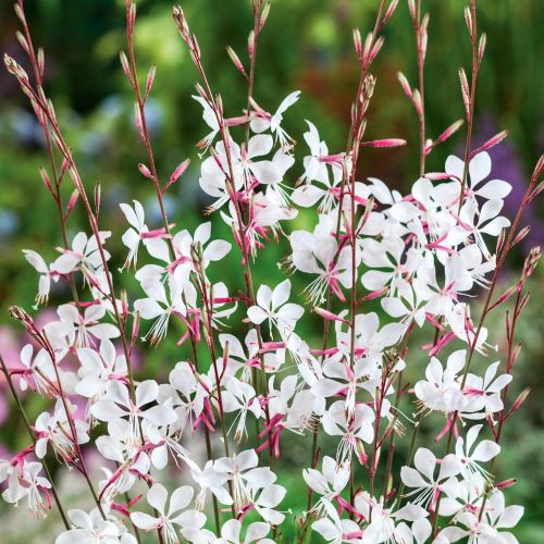 Gaura Gaudi Compact White în ghiveci, preț bun ❤️ FloraPris Gaura Gaudi Compact White în ghiveci, preț bun ❤️ FloraPris