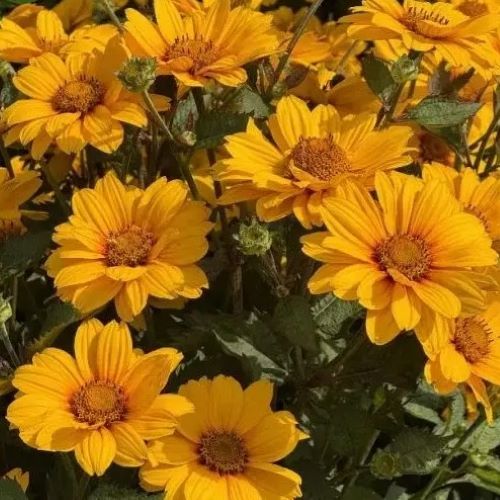Heliopsis Sunopsis Sunspot de vânzare în ghiveci, preț bun ❤️ FloraPris