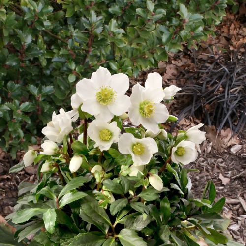 Helleborus Jacob Royal de vanzare la ghiveci preț bun ❤️ FloraPris Helleborus Jacob Royal de vanzare la ghiveci preț bun ❤️ FloraPris