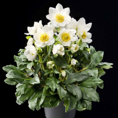 Helleborus Jacob Royal de vanzare la ghiveci ❤️ FloraPris
