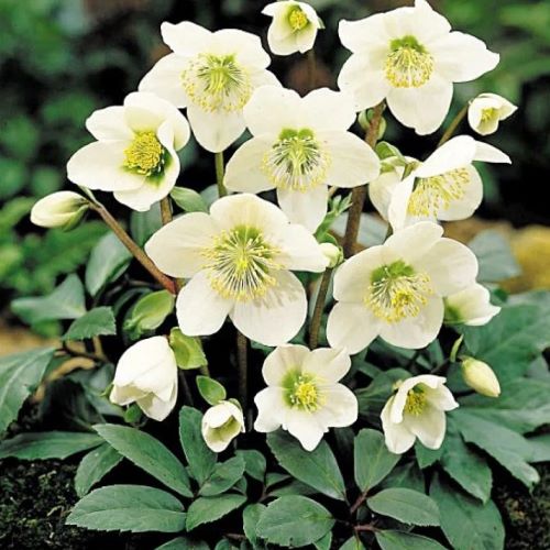 Helleborus Jacob Royal în ghiveci preț bun ❤️ FloraPris