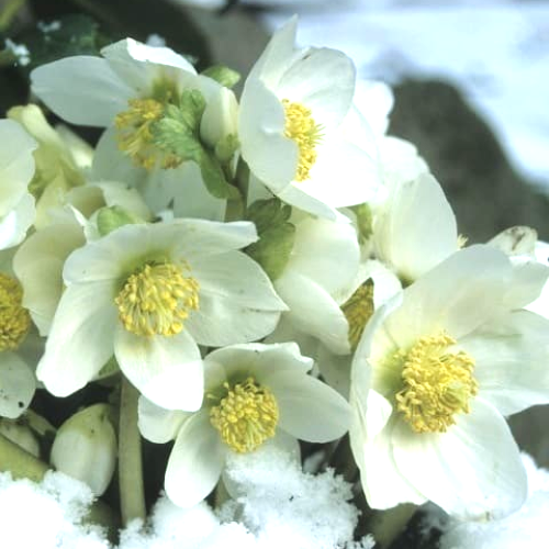 Helleborus Jacob Royal la ghiveci preț bun ❤️ FloraPris Helleborus Jacob Royal la ghiveci preț bun ❤️ FloraPris