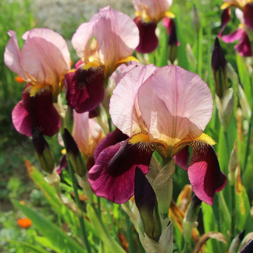 Iris germanica Indian Chief de vanzare în ghiveci preț bun ❤️ FloraPris