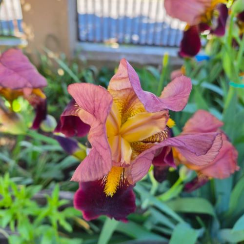 Iris germanica Indian Chief de vanzare la ghiveci preț bun ❤️ FloraPris