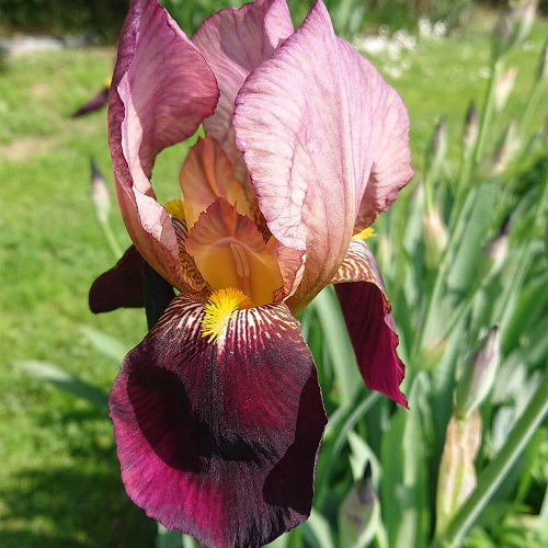 Iris germanica Indian Chief la ghiveci preț avantajos❤️ FloraPris