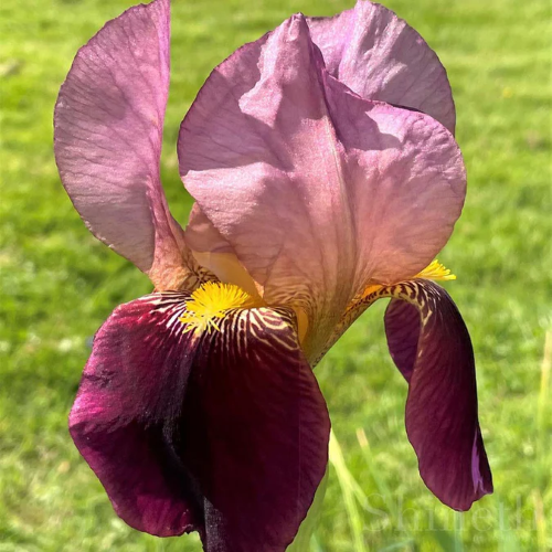 Iris germanica Indian Chief la ghiveci preț bun ❤️ FloraPris