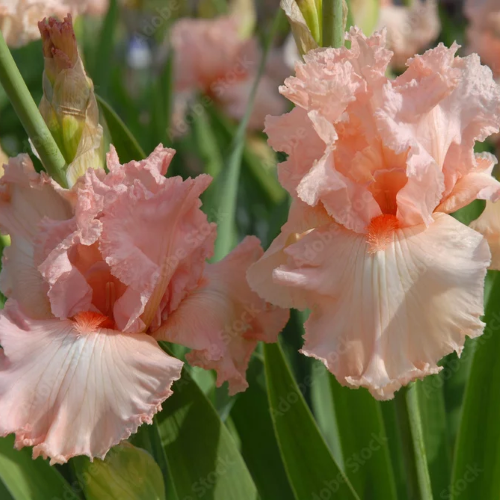 Iris germanica Salmon Pink de vanzare la ghiveci preț avantajos ❤️ FloraPris