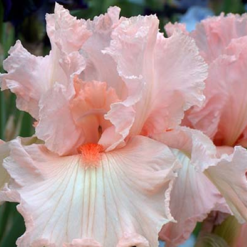 Iris germanica Salmon Pink de vanzare la ghiveci preț bun ❤️ FloraPris
