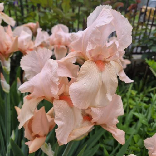 Iris germanica Salmon Pink la ghiveci preț bun ❤️ FloraPris Iris germanica Salmon Pink la ghiveci preț bun ❤️ FloraPris