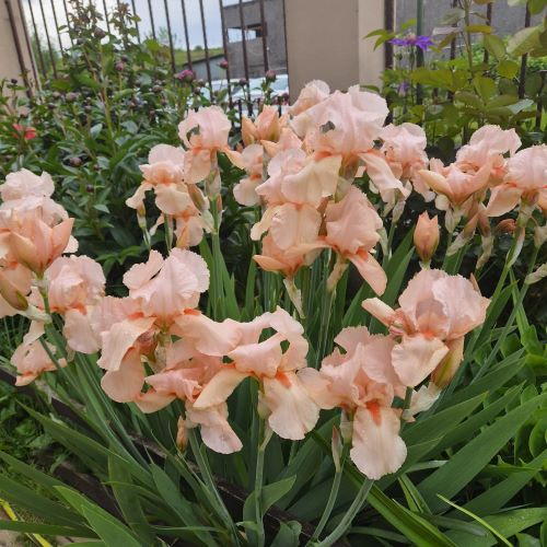 Iris germanica Salmon Pink parfumat la ghiveci preț bun ❤️ FloraPris Iris germanica Salmon Pink parfumat la ghiveci preț bun ❤️ FloraPris