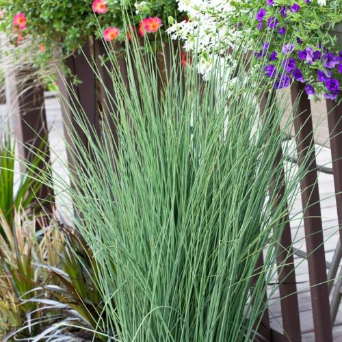 Juncus Blue Arrows de vânzare în ghiveci, preț bun❤️ FloraPris