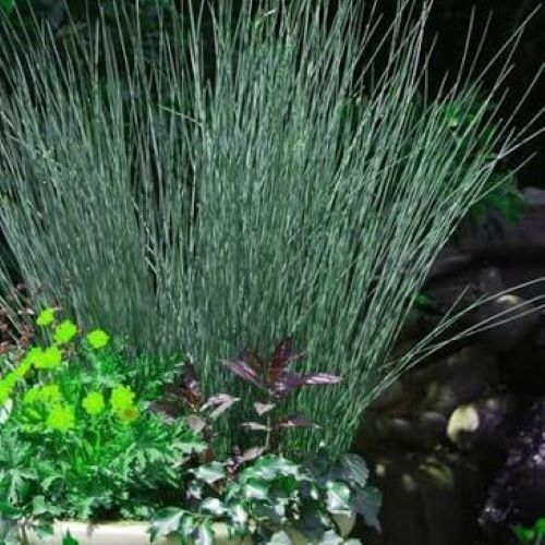 Juncus Blue Arrows de vânzare în ghiveci ❤️ FloraPris Juncus Blue Arrows de vânzare în ghiveci ❤️ FloraPris