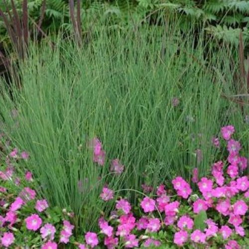 Juncus Blue Arrows de vânzare la ghiveci, preț bun❤️ FloraPris