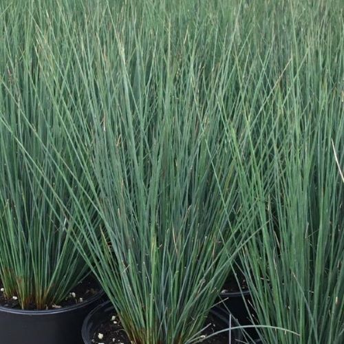 Juncus Blue Arrows de vânzare la ghiveci ❤️ FloraPris Juncus Blue Arrows de vânzare la ghiveci ❤️ FloraPris