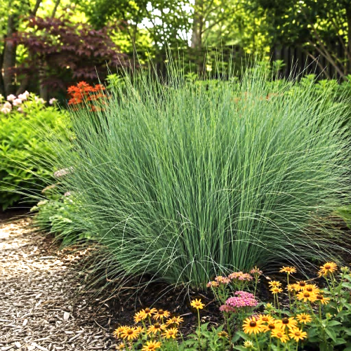 Juncus Blue Arrows în ghiveci, preț bun❤️ FloraPris Juncus Blue Arrows în ghiveci, preț bun❤️ FloraPris