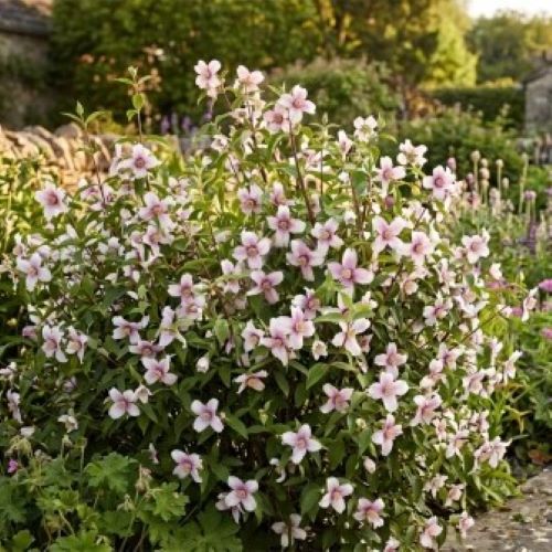 Philadelphus Petite Perfume Pink- iasomie roz de vanzare la ghiveci, preț bun ❤️ FloraPris Philadelphus Petite Perfume Pink- iasomie roz de vanzare la ghiveci, preț bun ❤️ FloraPris