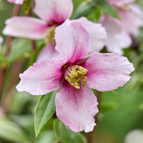 Philadelphus Petite Perfume Pink- iasomie roz in ghiveci, preț bun ❤️ FloraPris Philadelphus Petite Perfume Pink- iasomie roz in ghiveci, preț bun ❤️ FloraPris