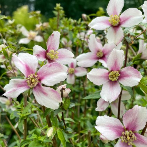 Philadelphus Petite Perfume Pink- iasomie roz in ghiveci ❤️ FloraPris