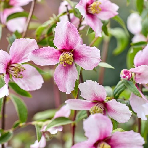 Philadelphus Petite Perfume Pink- iasomie roz la ghiveci, preț bun ❤️ FloraPris